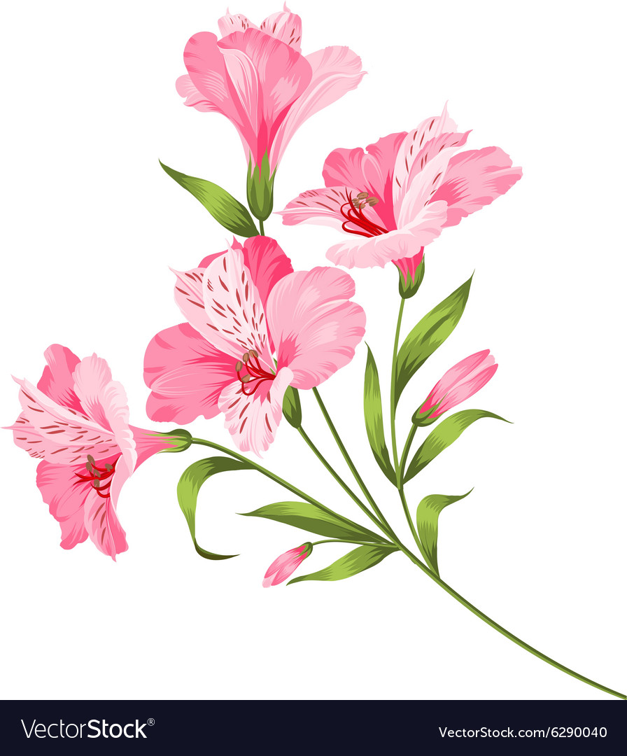 Alstromeria branch isolated on white Royalty Free Vector