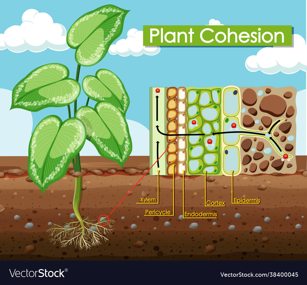 Diagram showing plant cohesion Royalty Free Vector Image