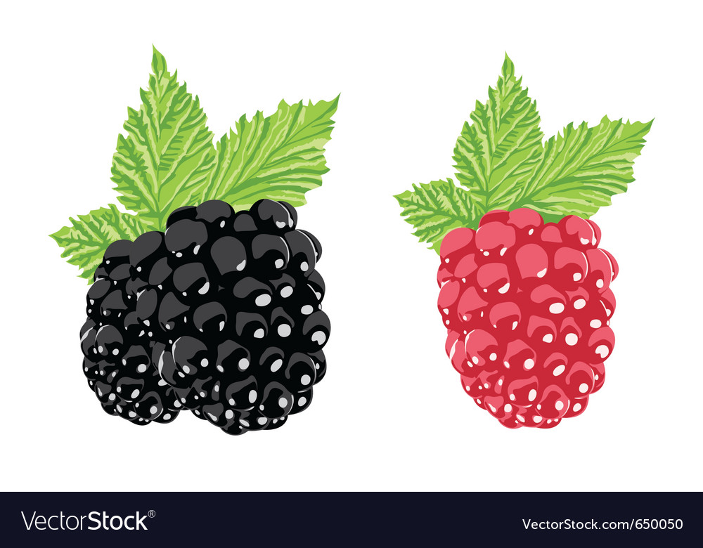 Berry Royalty Free Vector Image - VectorStock