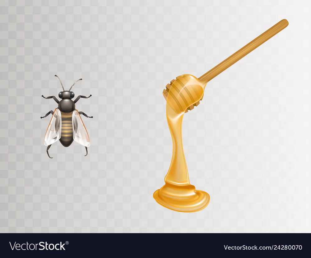 Honey on dipper and bee realistic Royalty Free Vector Image