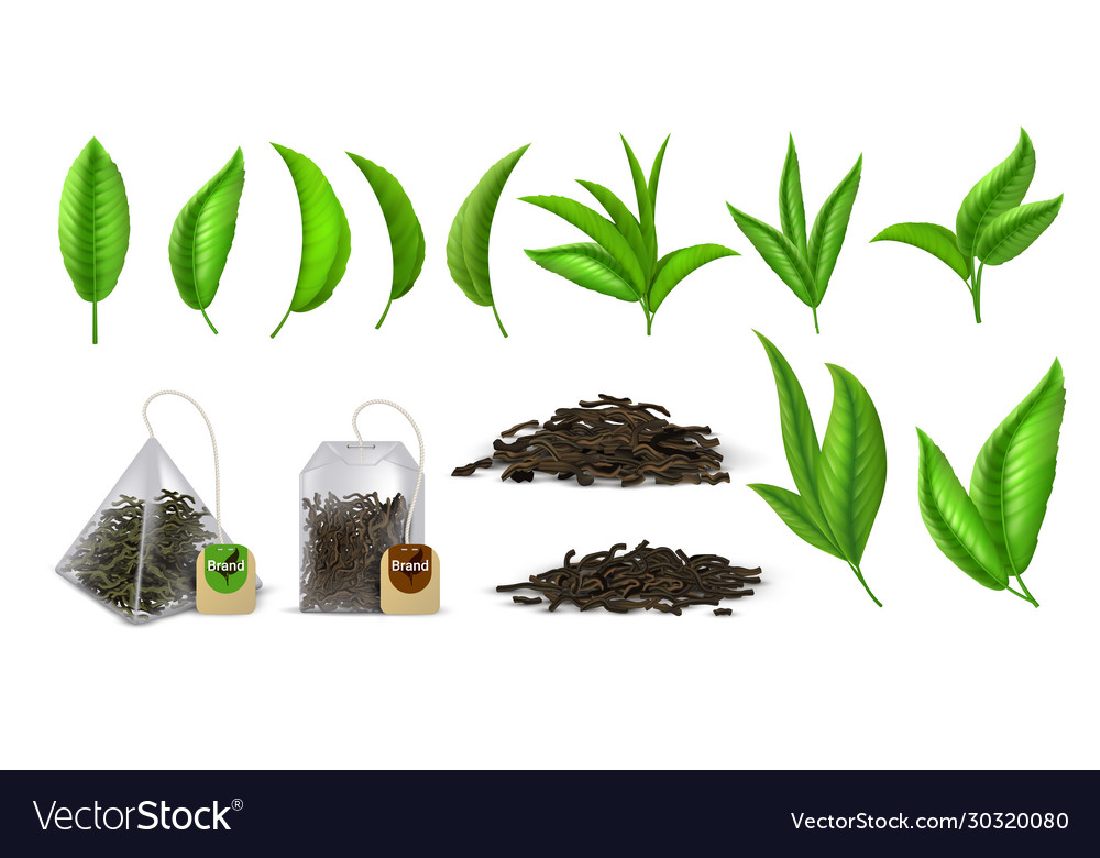 Tea leaves realistic green and dried Royalty Free Vector