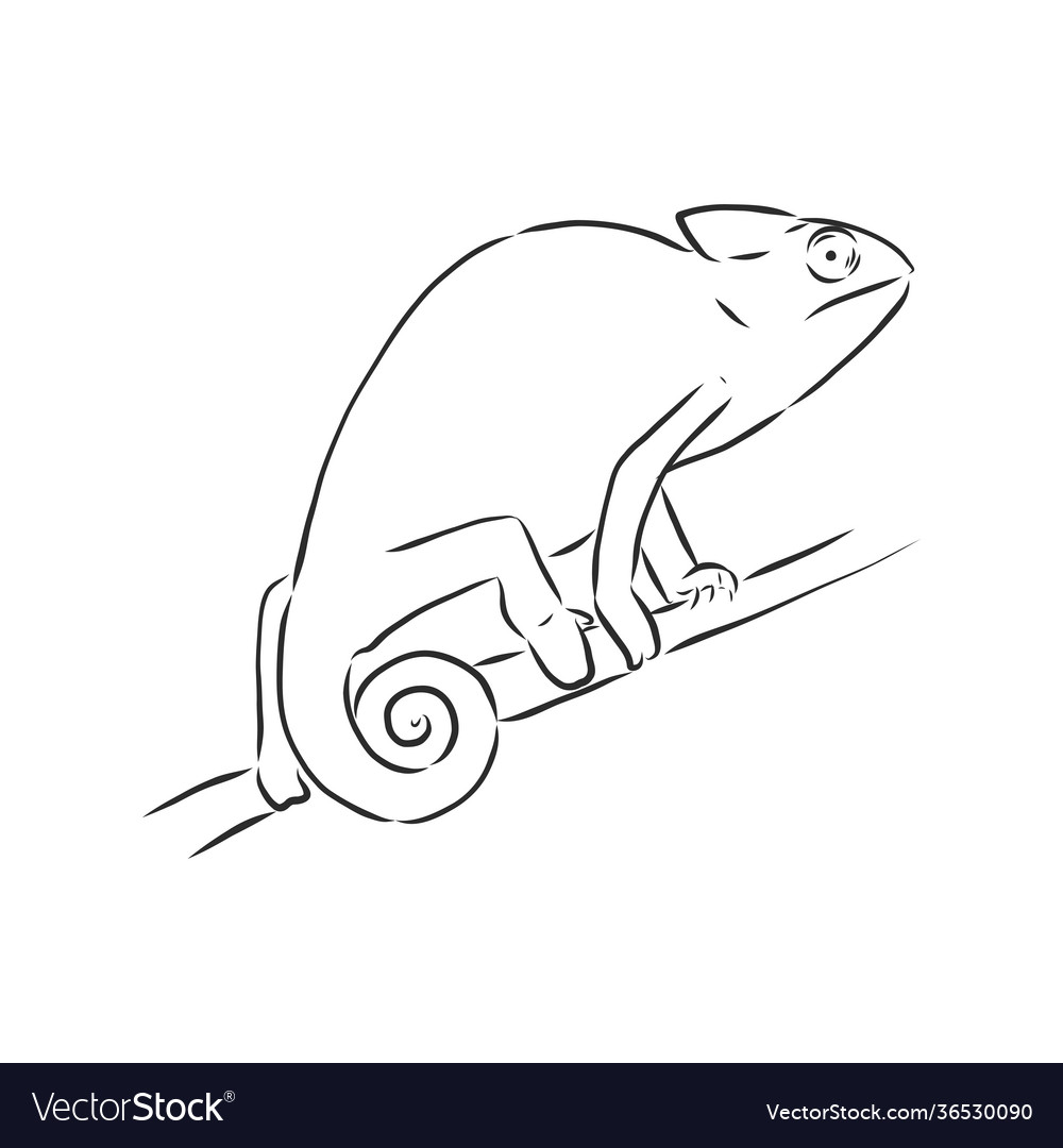 Sketch chameleon hand drawn chameleon animal Vector Image