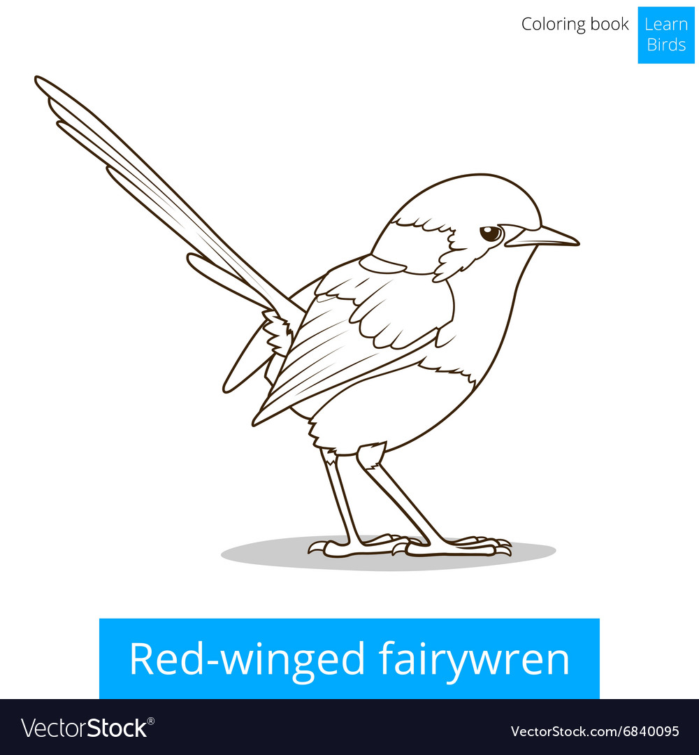 Red Winged Fairywren Bird Coloring Book Royalty Free Vector - Red Winged Fairywren Bird Coloring Book Royalty Free Vector