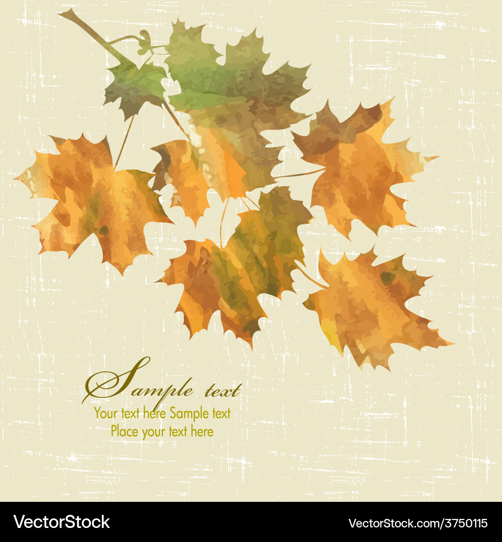 Maple branch Royalty Free Vector Image - VectorStock