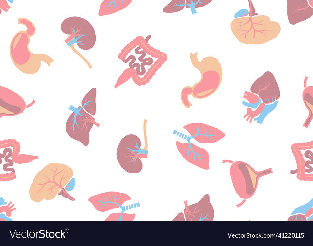 Seamless pattern with internal organs human body Vector Image