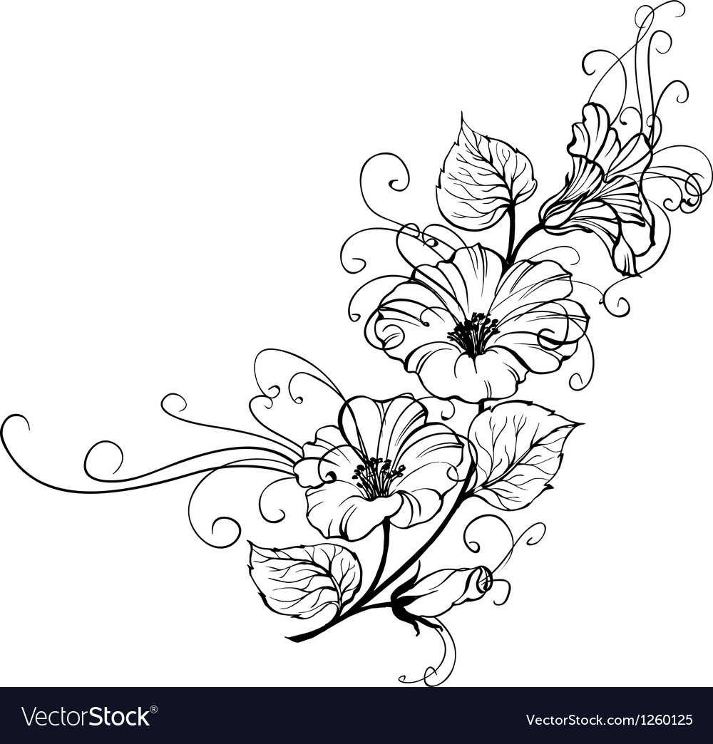 Bindweed flower Royalty Free Vector Image - VectorStock