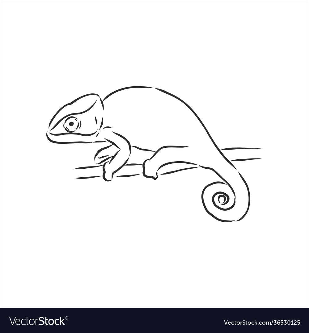 Sketch chameleon hand drawn chameleon animal Vector Image