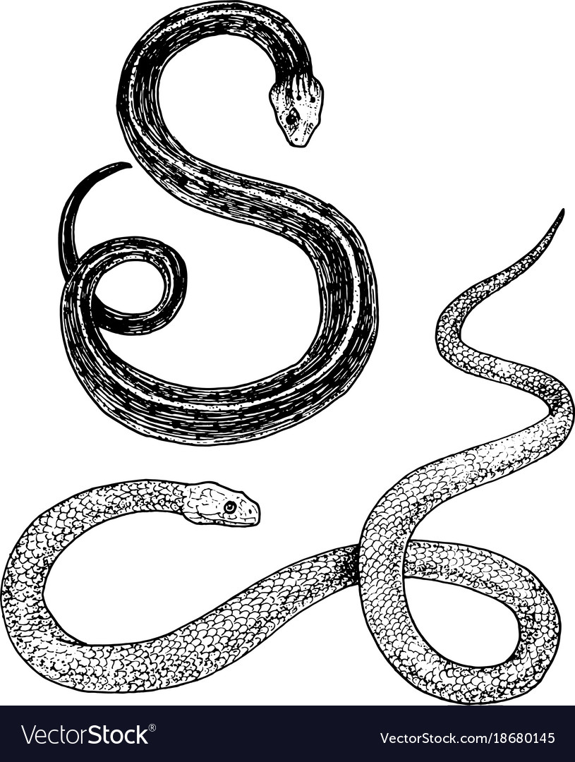 Viper snake serpent cobra and python anaconda or Vector Image