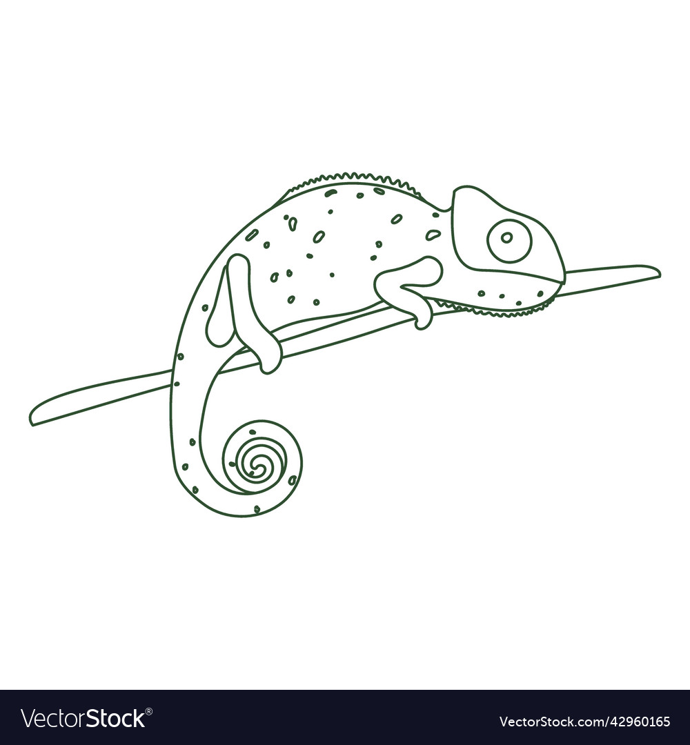 Chameleon animal stroke high quality Royalty Free Vector