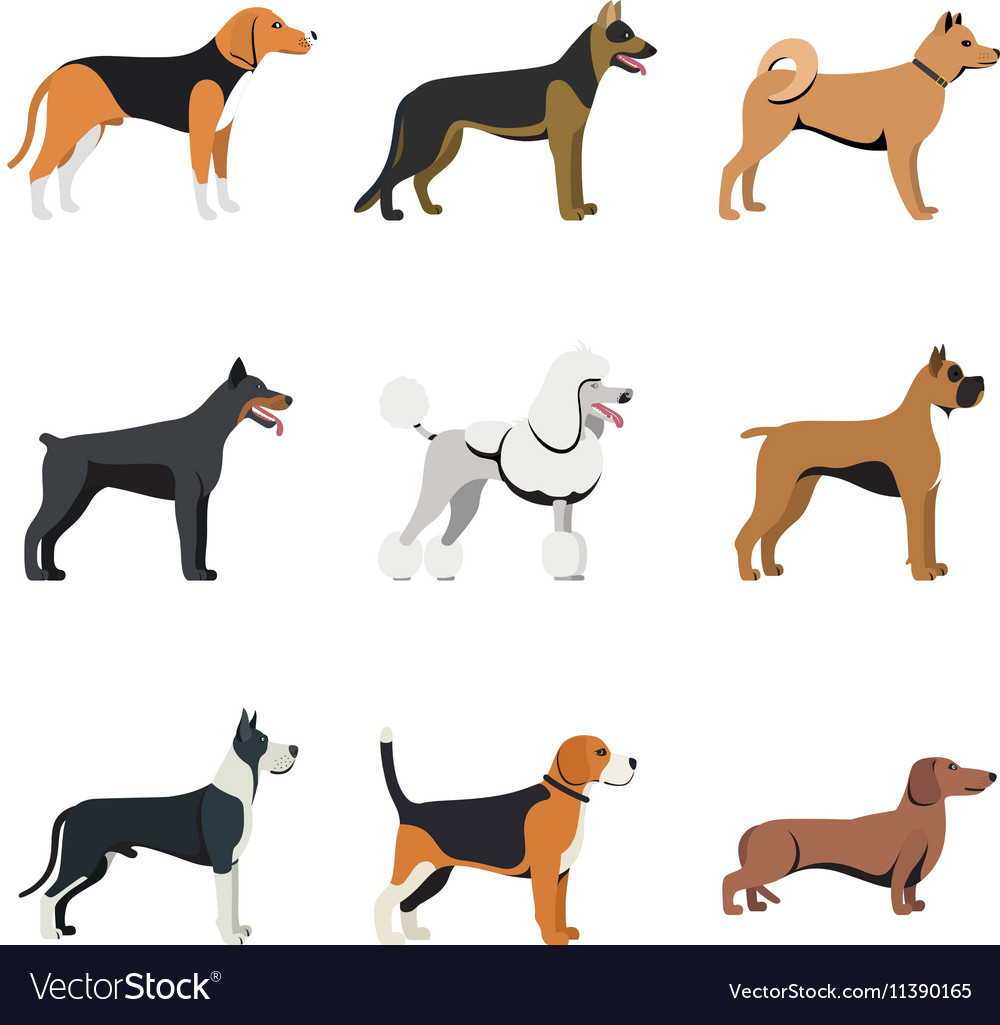 Beagle types clearance of dogs