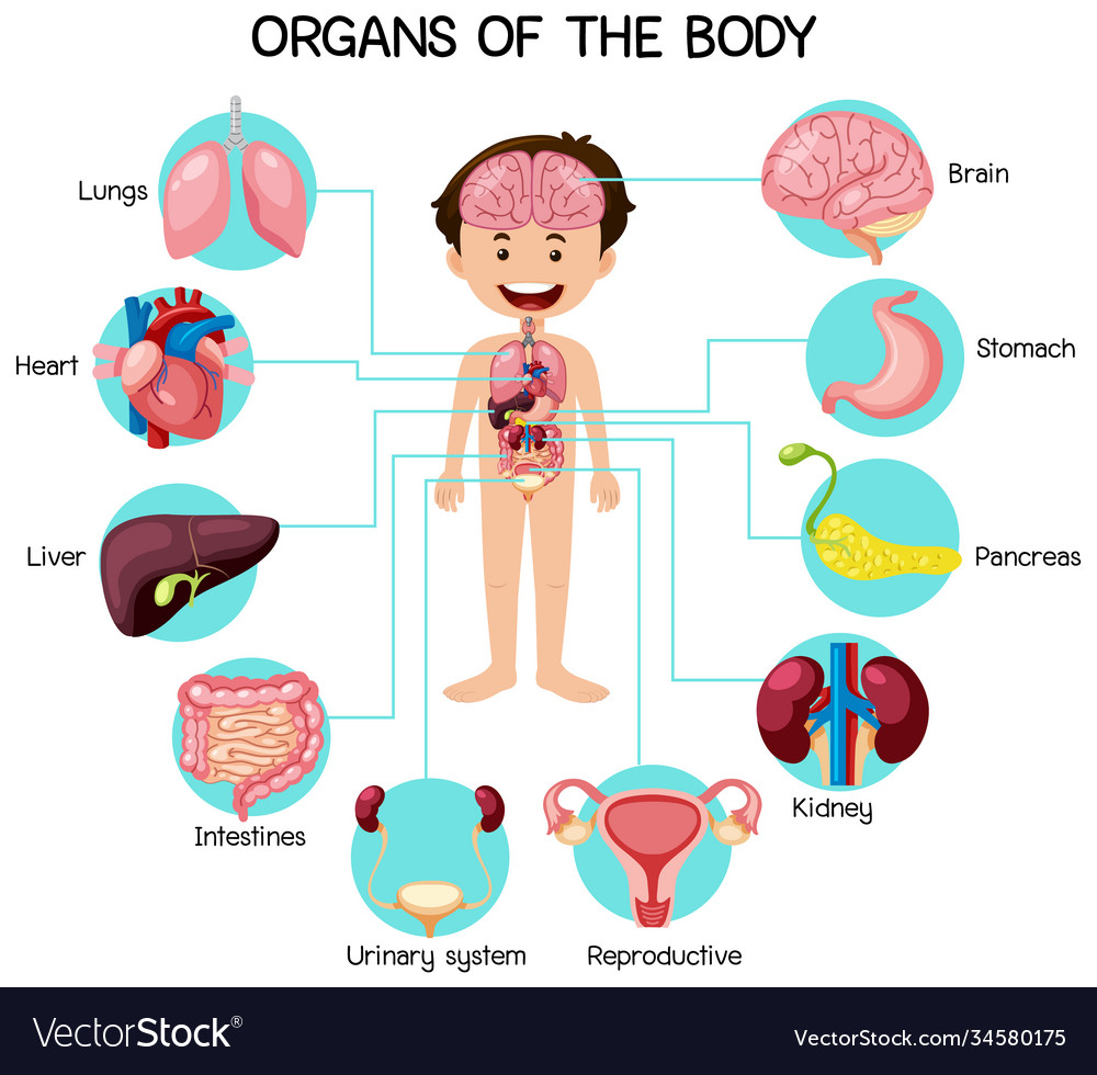 Informative organs body Royalty Free Vector Image