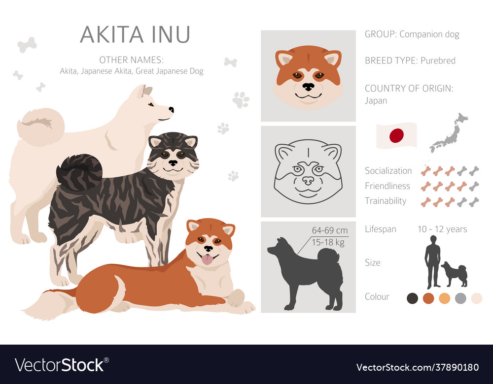 Akita inu all colours clipart different coat Vector Image