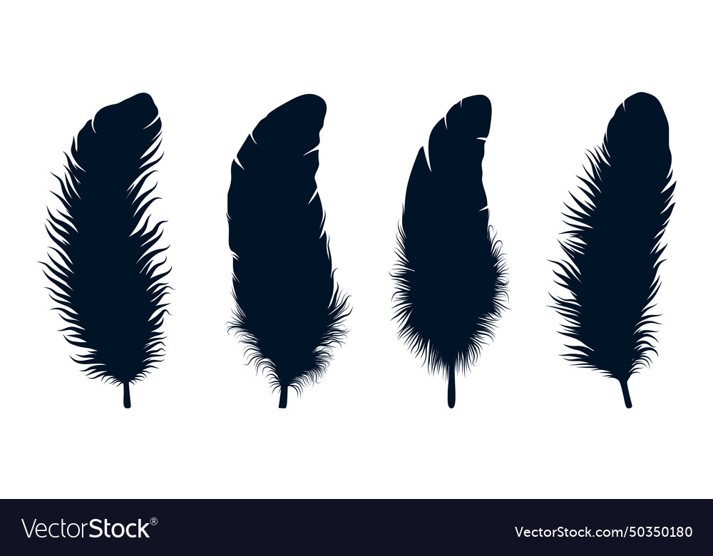 Bird different types feathers silhouettes art Vector Image