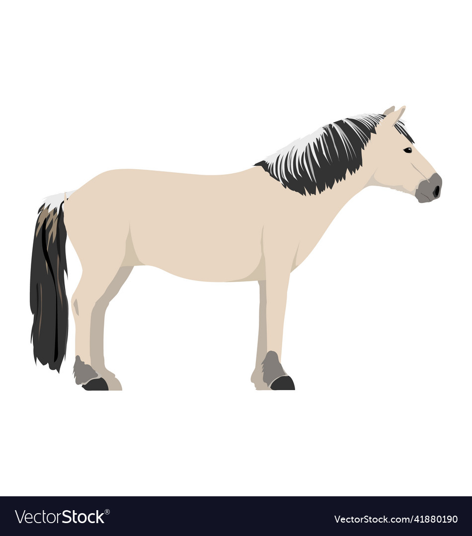 Equus ferus caballus - fjord horse - side view