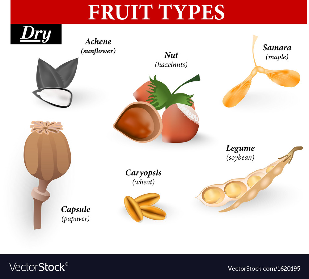 types-simple-fruit-royalty-free-vector-image-vectorstock