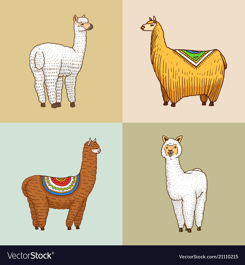 Set Cute Alpaca Llamas Or Wild Guanaco On The Vector Image