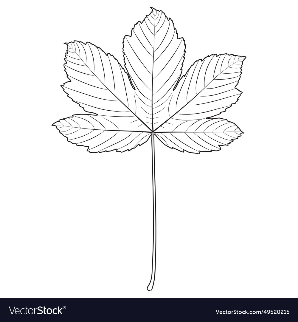 Sycamore maple tree leaf outline silhouette Vector Image