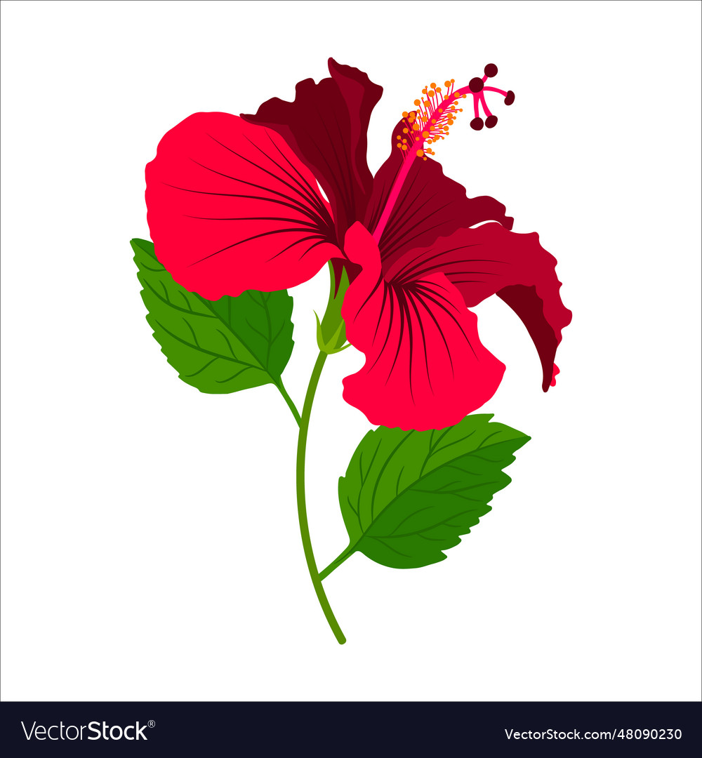 Hibiscus detailed full bloom flower with stem and Vector Image