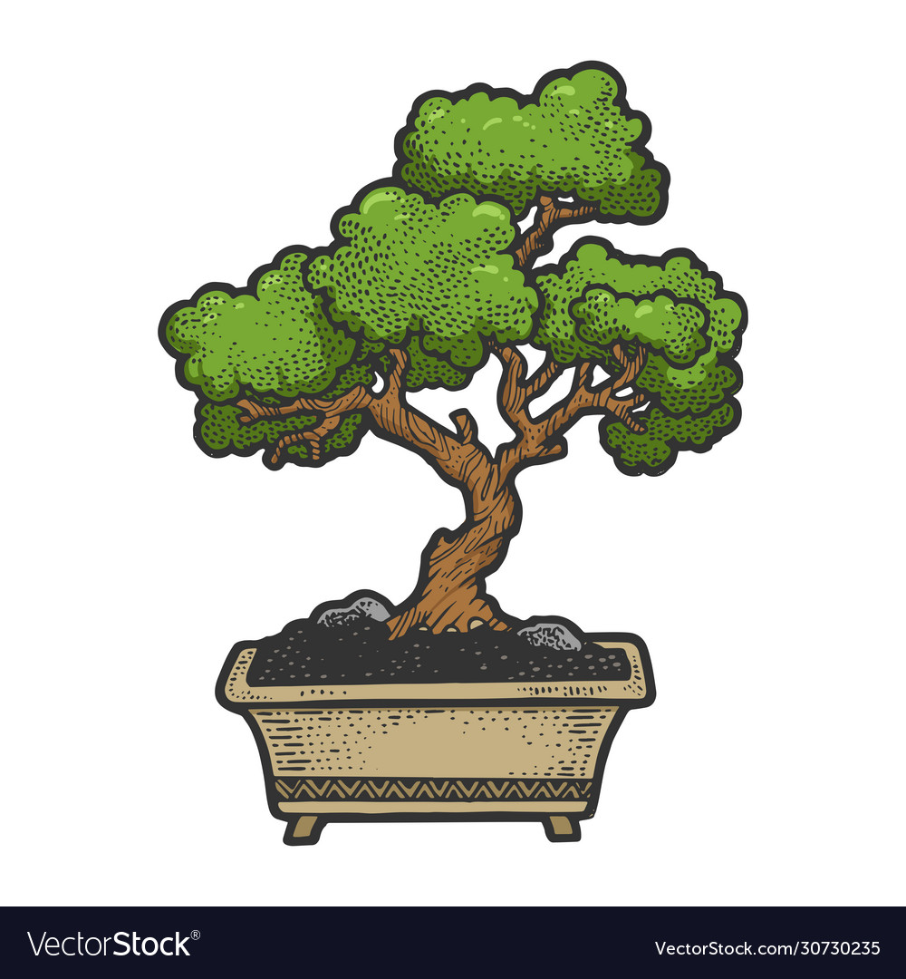 Bonsai tree sketch engraving Royalty Free Vector Image