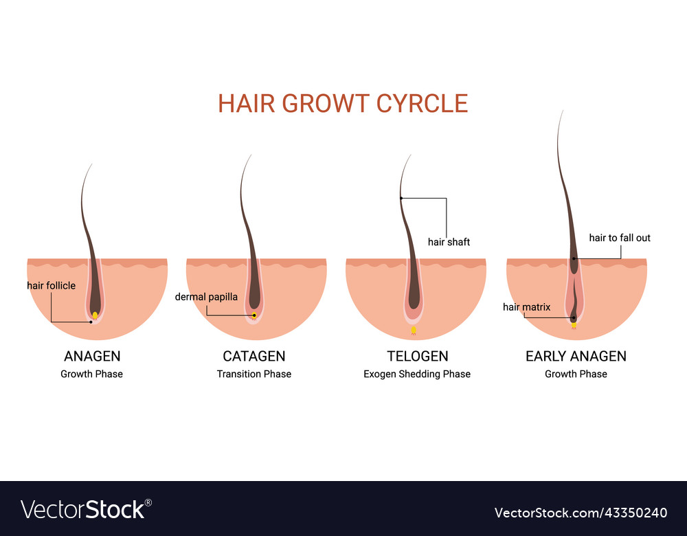 Hair Growth Cycle Medical Educational Poster Vector Image