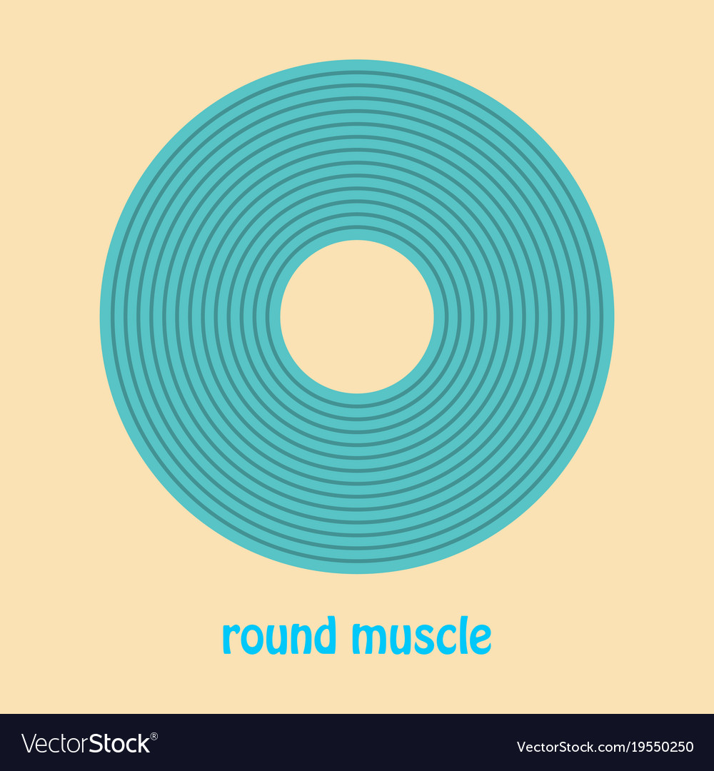 Structure skeletal muscle anatomy