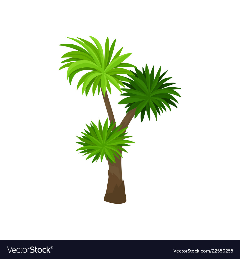 Palm tree with green fan shaped leaves plant of Vector Image
