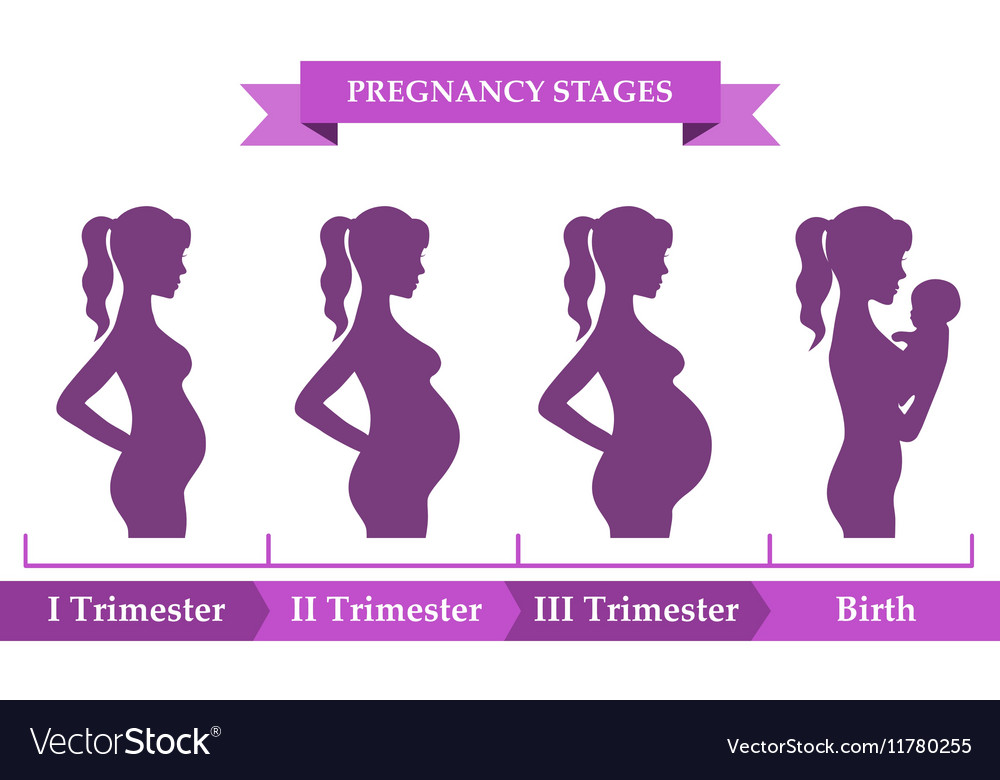 Pregnant Female Silhouettes Royalty Free Vector Image