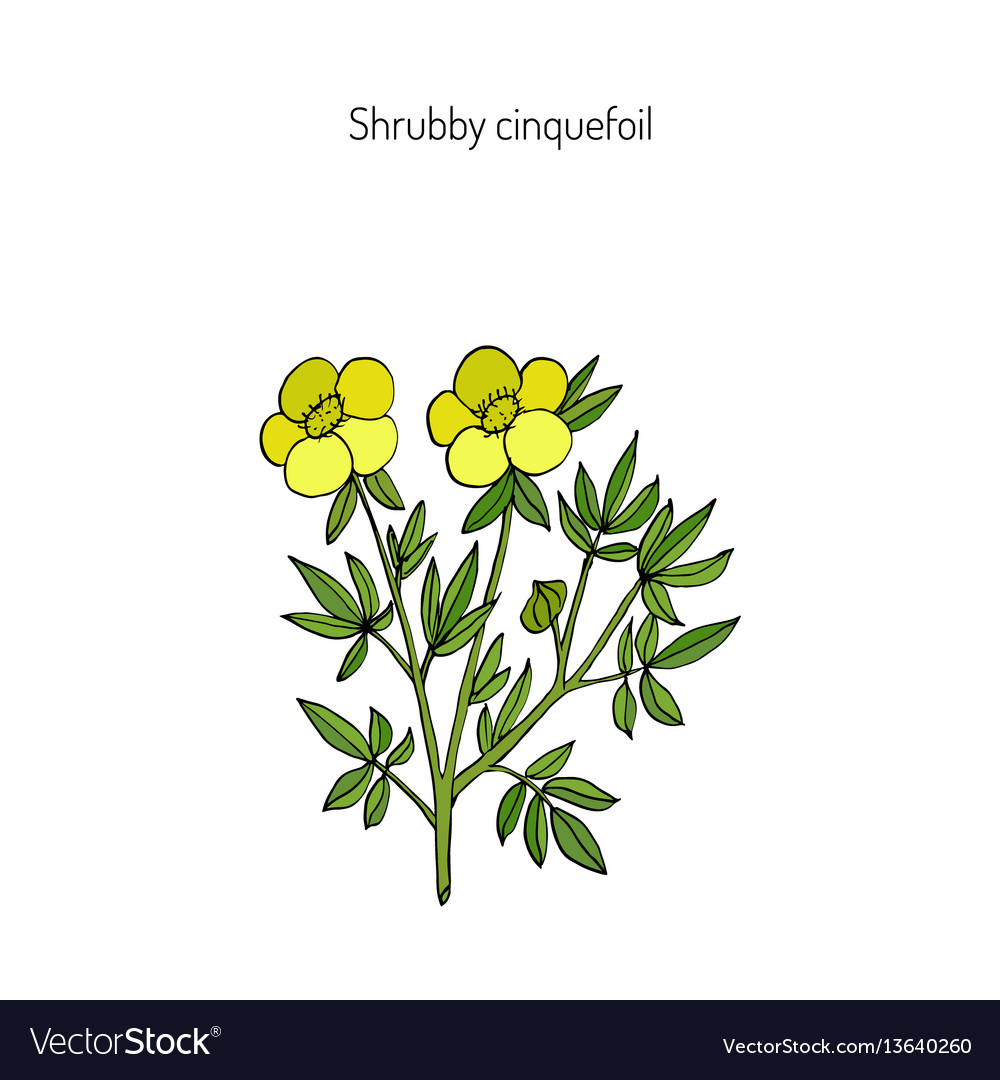 Shrubby cinquefoil plant