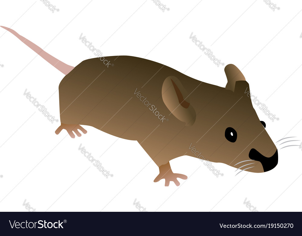 Brown cartoon mouse Royalty Free Vector Image - VectorStock