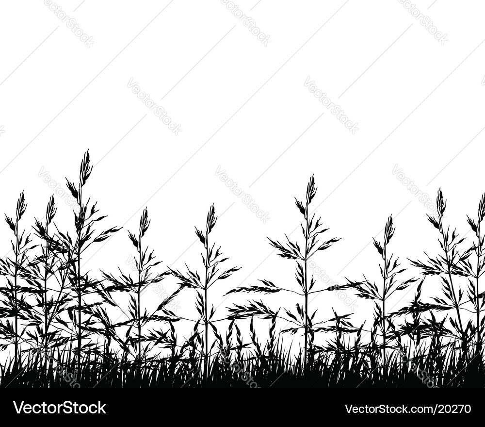 Wheat Royalty Free Vector Image - VectorStock