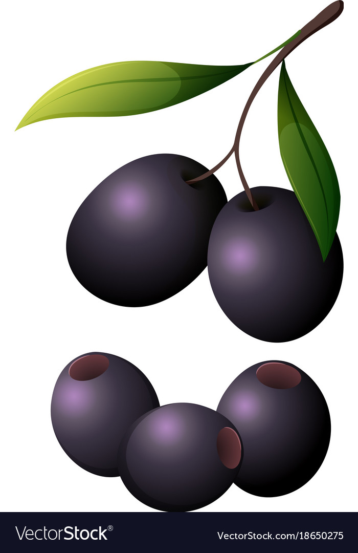 Black olives on isolated white background Vector Image