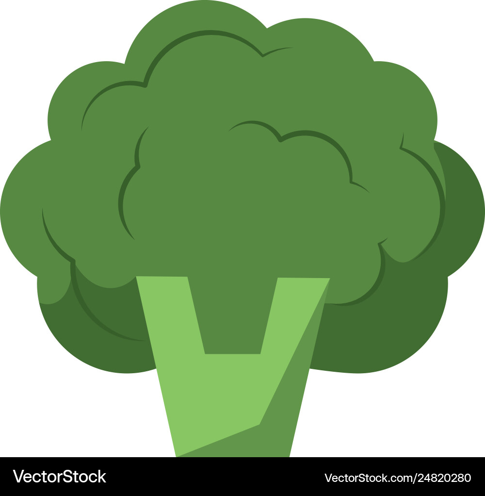 Broccoli fresh vegetable Royalty Free Vector Image