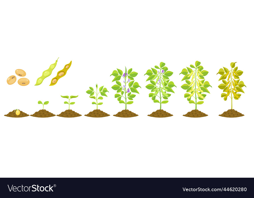 Soybean growth is gradual phases of development Vector Image