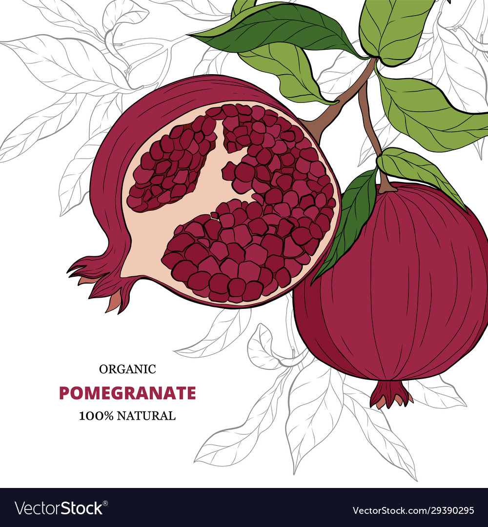 Pomegranate fruit design template botanical fruit Vector Image