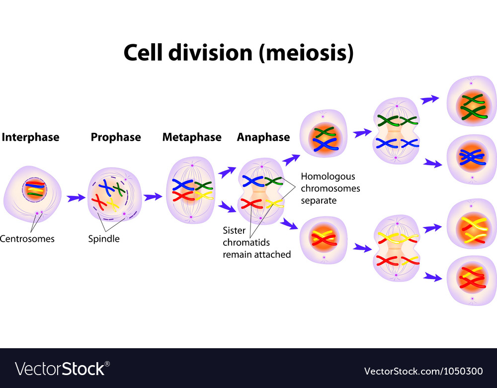 Cell Division Royalty Free Vector Image Vectorstock 2558