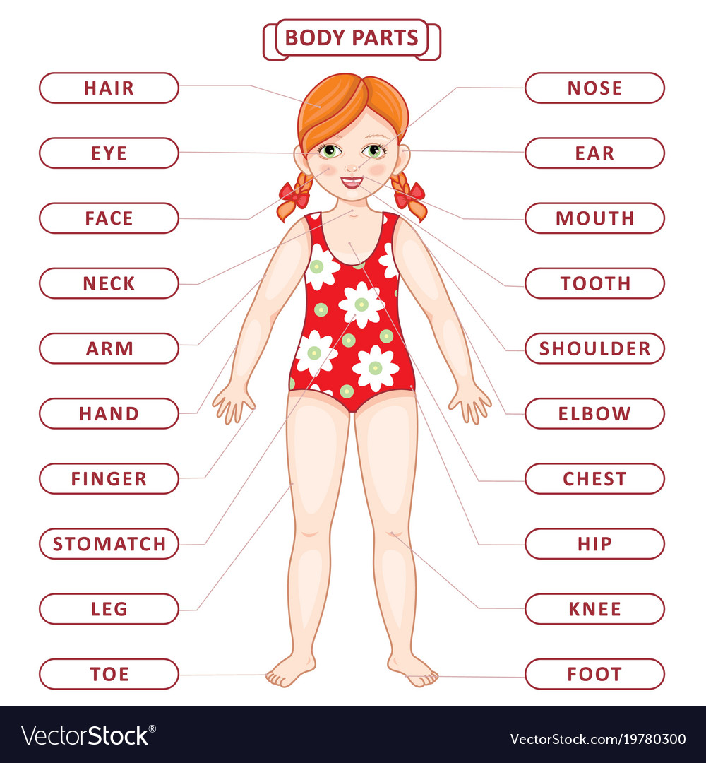 girl body parts name