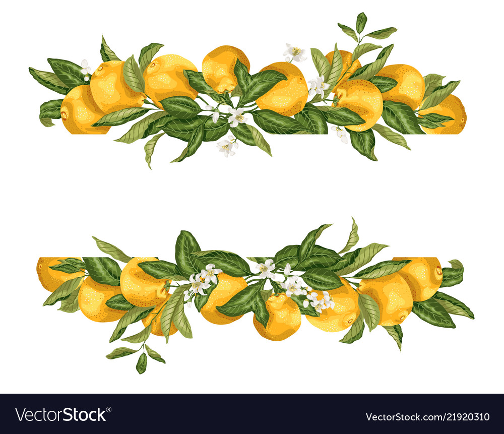 lime template frame border wth citrus fruits and vector image