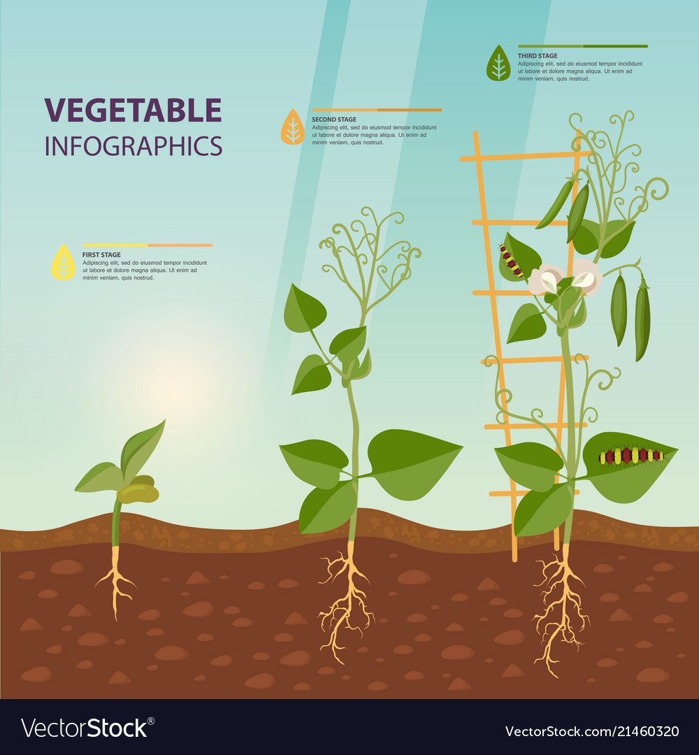 Infographic plant growth stages botany Royalty Free Vector