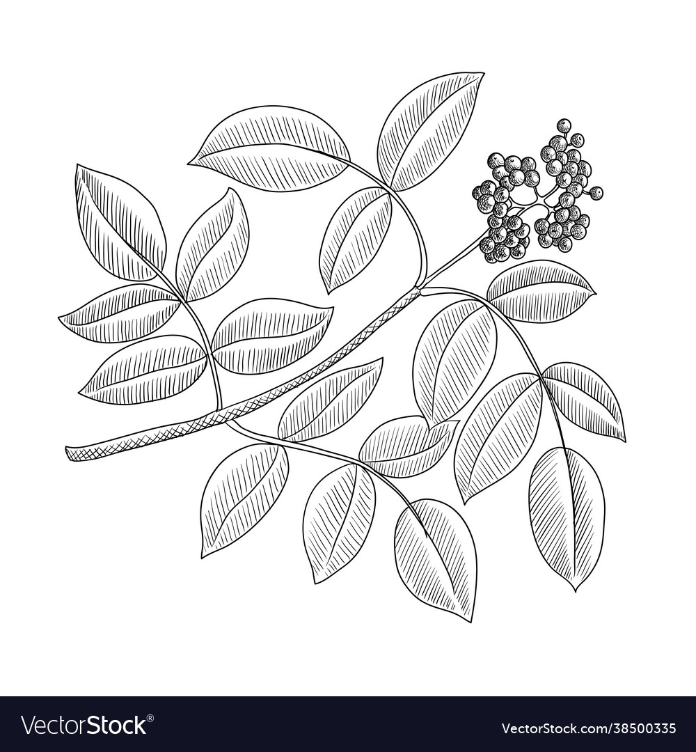 Drawing branch elder tree with leaves Royalty Free Vector