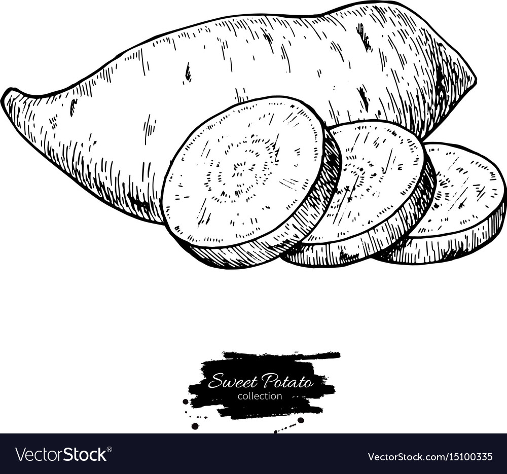 Sweet Potato Hand Drawn Royalty Free Vector Image