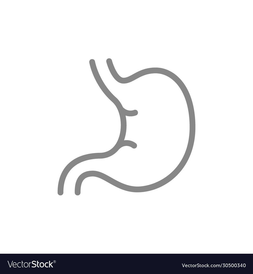 Human stomach line icon healthy internal organ Vector Image