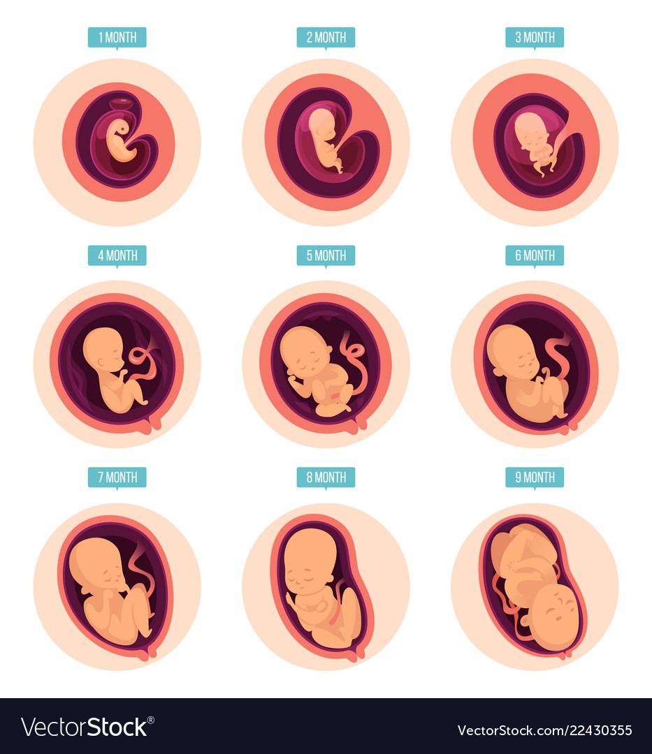 Human Fetal Growth Chart