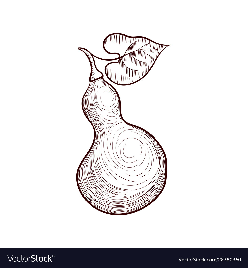 Drawing Bottle Gourd Royalty Free Vector Image