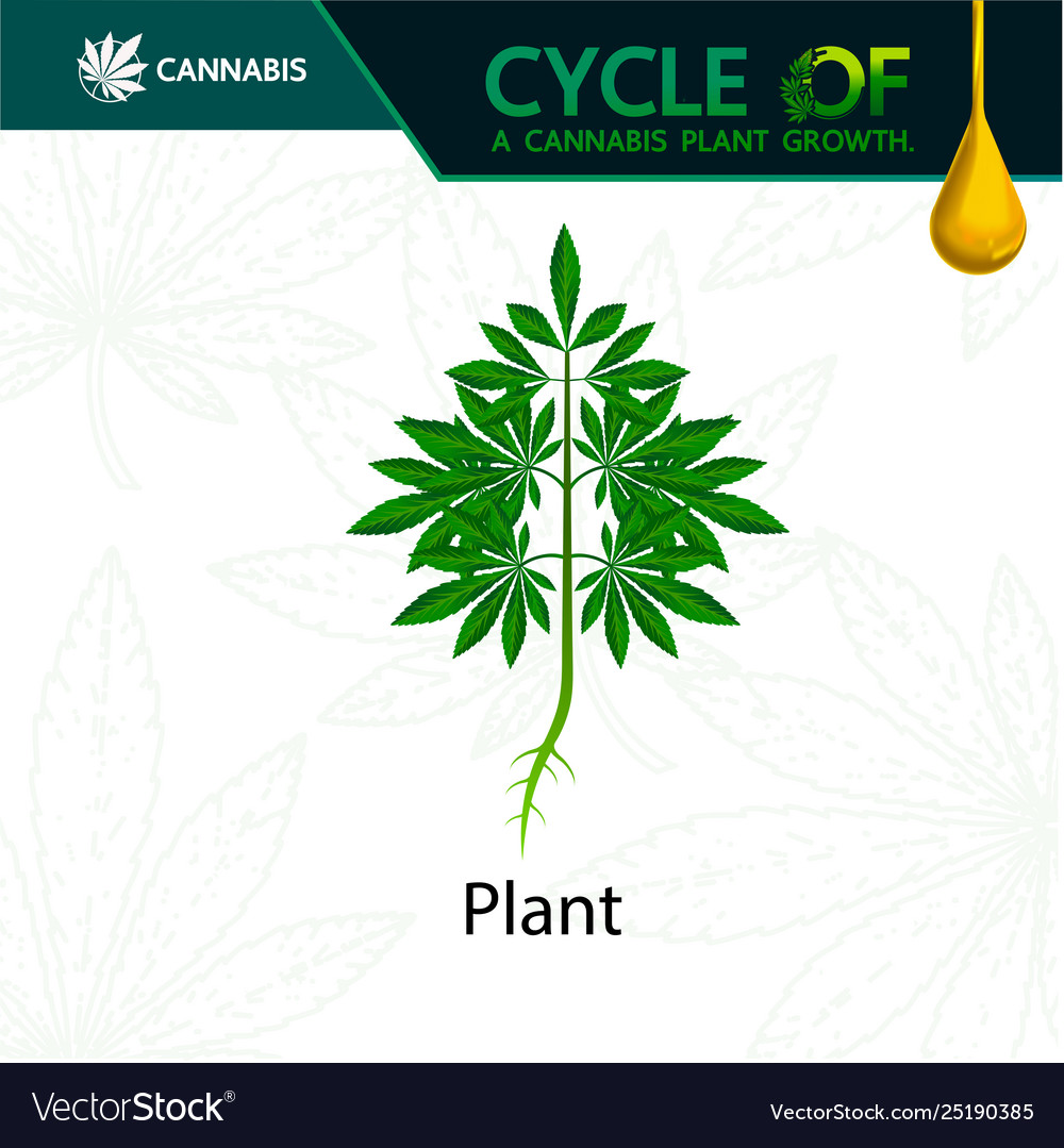 Cycle a cannabis plant growth Royalty Free Vector Image