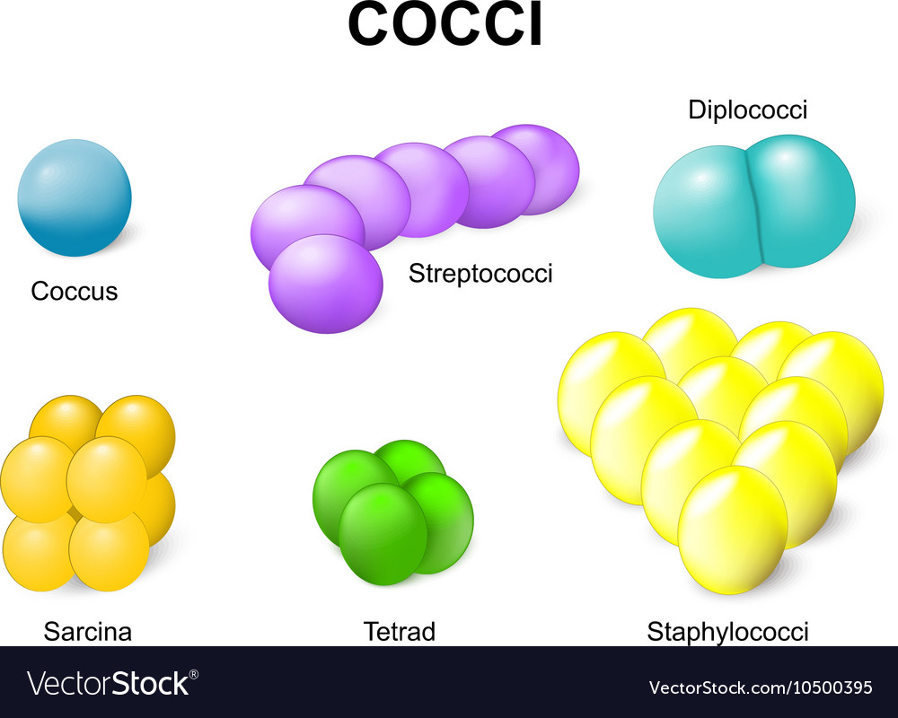 cocci-royalty-free-vector-image-vectorstock