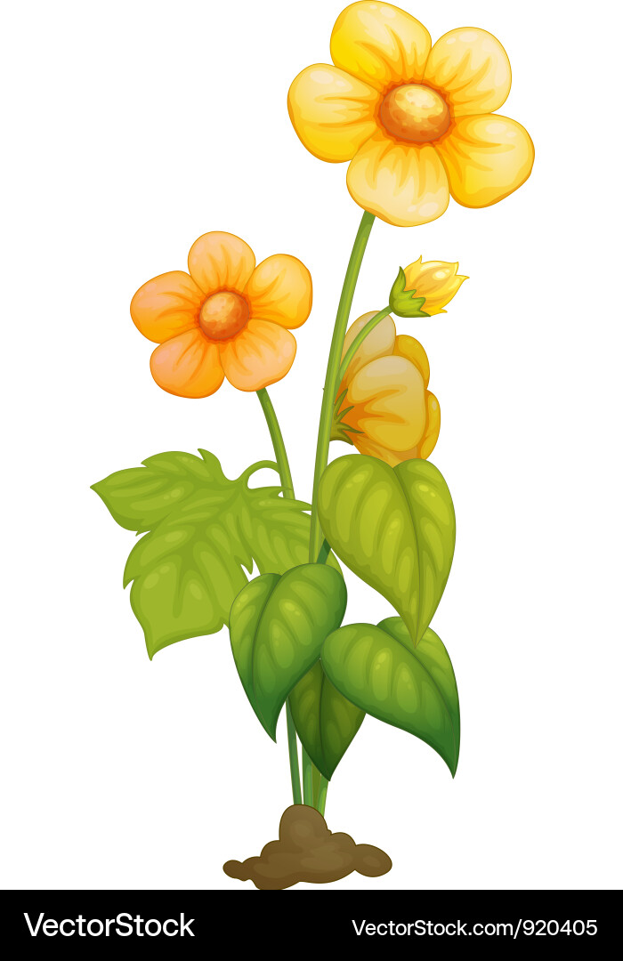 Flower Royalty Free Vector Image - VectorStock