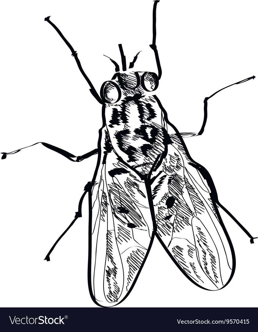 Fly insect hand drawn on a background