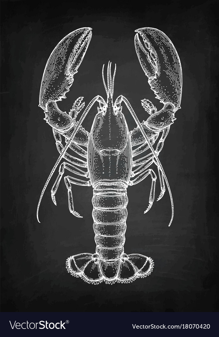 Chalk sketch lobster Royalty Free Vector Image