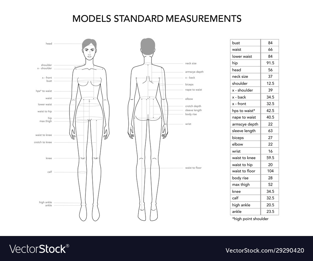 Womens Model Measurements Fashion Terminology Vector Image