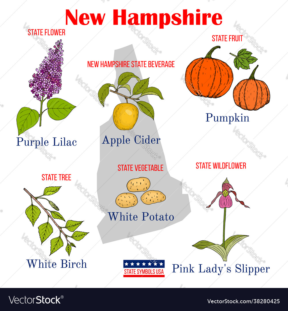 new-hampshire-set-usa-official-state-symbols-vector-image